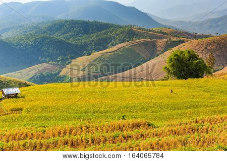 Walking Through The Rice Field