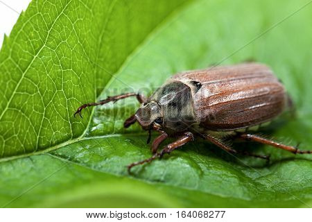 Cockchafer Closeup. Beetle On A Green Leaf. Melolontha