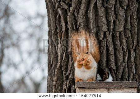 The squirrel with fluffy tail eats carrots in winter park