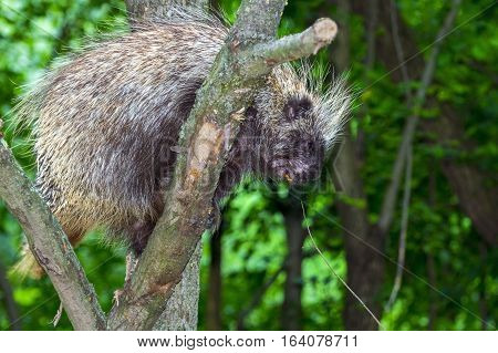Tree Porcupine Climb