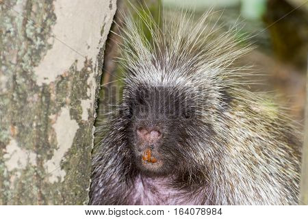 Face Of Porcupine