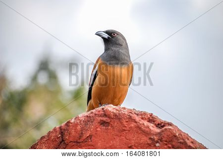 Tree Pie bird on the red stone. Ranthambore National Park, India