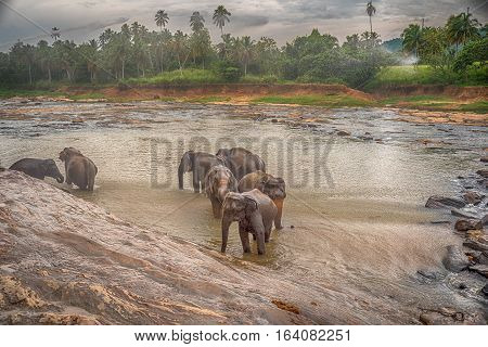 Sri Lanka: group of elephants in drinking and be bathing place, Pinnawala, the largest herd of captive elephants in the world