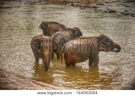 Sri Lanka: group of elephants in drinking and be bathing place, Pinnawala, the largest herd of captive elephants in the world