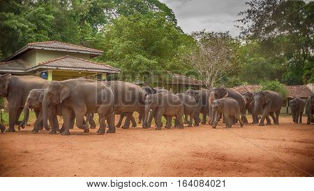Sri Lanka: group of elephants going to drinking and be bathing place in Pinnawala, the largest herd of captive elephants in the world