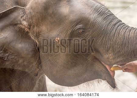 Head of Asian eating elephant in Pinnawala, Sri Lanka