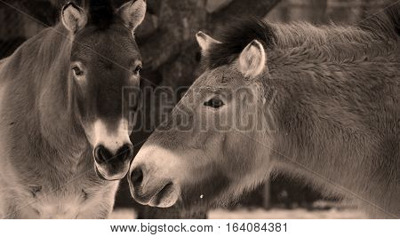 Przewalski Horse or Dzungarian Horse, is a rare and endangered subspecies of wild horse (Equus ferus) native to the steppes of central Asia, specifically China and Mongolia