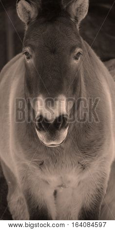 Przewalski Horse or Dzungarian Horse, is a rare and endangered subspecies of wild horse (Equus ferus) native to the steppes of central Asia, specifically China and Mongolia