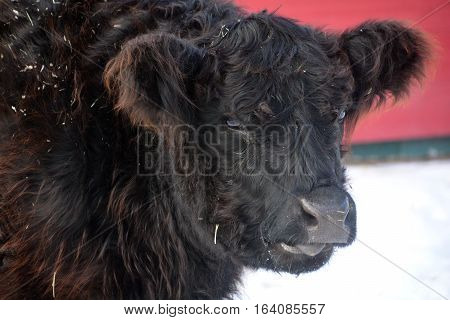 The Belted Galloway is a heritage beef breed of cattle originating from Galloway in South West Scotland, adapted to living on the poor upland pastures and windswept moorlands of the region.