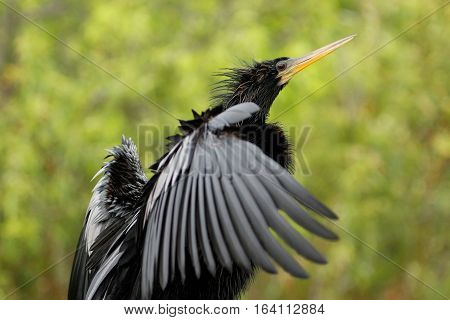 Anhinga (Anhinga anhinga) stretching wings, against green background