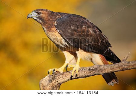Red-tailed Hawk Sitting On A Stick