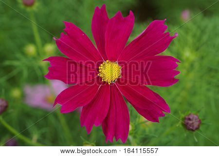 Close up. top up view. pink flowers on green background.