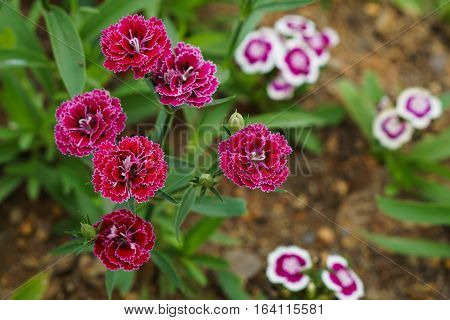 Close up. top up view. pink flowers on green background.