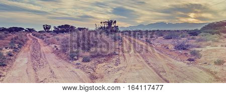 Savannah valley of Arava with southernmost and rare sort of tropical trees  in the Middle East doum palms (Hyphaene thebaica)  near a border between Jordan and Israel