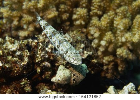 Variegated Lizardfish
