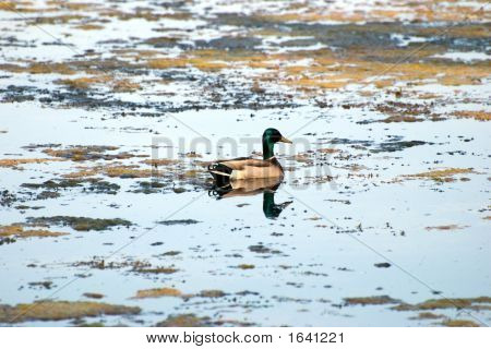 Pato