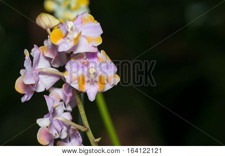 Pink Hybrid Aerides Orchid Flower