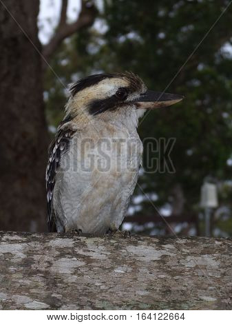 The Australian native laughing Kookaburra (genus Dacelo)