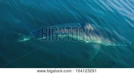 Great White Shark Underwater . Great White shark (Carcharodon carcharias) in the water of Pacific ocean near the coast of South Africa