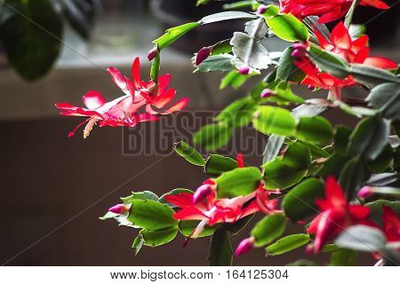 Christmas cactus Thanksgiving cactus crab holiday cactus Schlumbergera Truncata zygocactus delicate flower pot wooden background Urban gardening home planting houseplant Concept image interior design