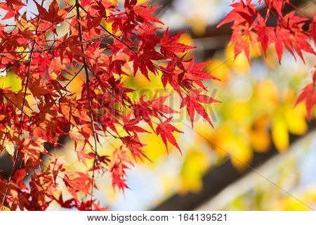 Red maple leaf in focus against blurred yellow background in Japan travel autumn season