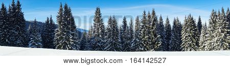 Winter fir tree forest covered with snow in mountains. Nature snow landscape background. Panorama. Long banner format for website.