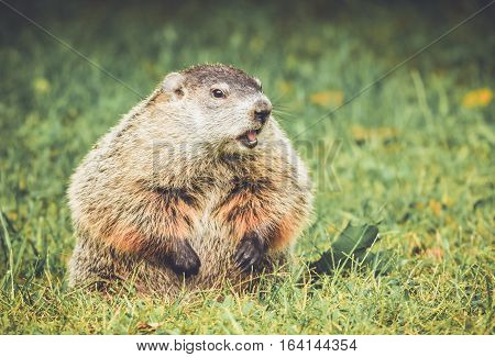 Groundhog in vintage garden setting sitting in grass with mouth open