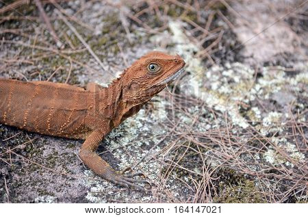 Australian Eastern Water Dragon (Itellagama lesueurii) on colourful lichen covered sandstone rock, Royal National Park, Sydney. Face molting exposing white scales.