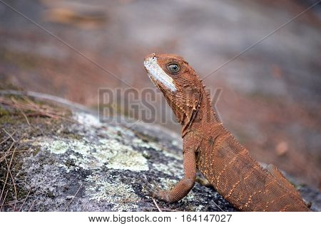 Australian Eastern Water Dragon (Itellagama lesueurii) on colourful lichen covered sandstone rock, Royal National Park, Sydney. Face molting exposing white scales.