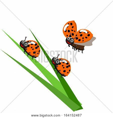 Ladybug On Leaf, Isolated On White Background, Vector Illustration