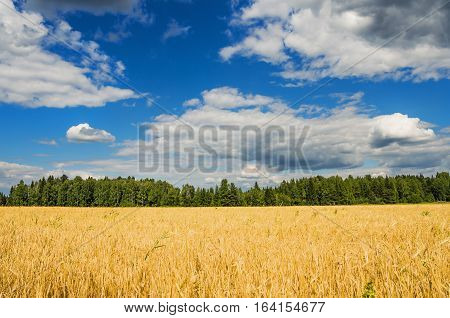 Beautiful rural landscape with wheat field forest and clouds in the sky