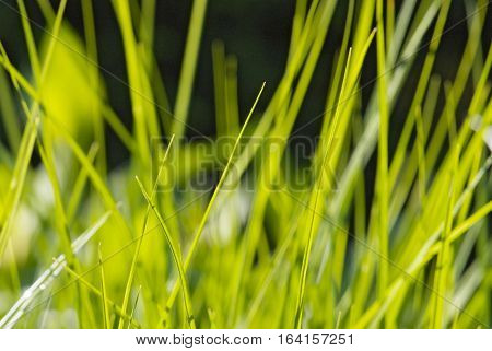 close up young leaves of grass in spring garden