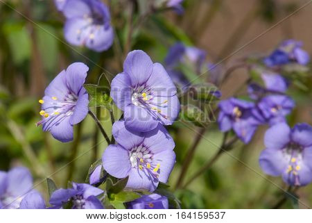 close up flowering of blue Polemonium caeruleum