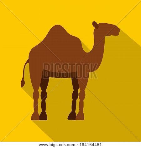 Dromedary camel icon. Flat illustration of dromedary camel vector icon for web isolated on yellow background