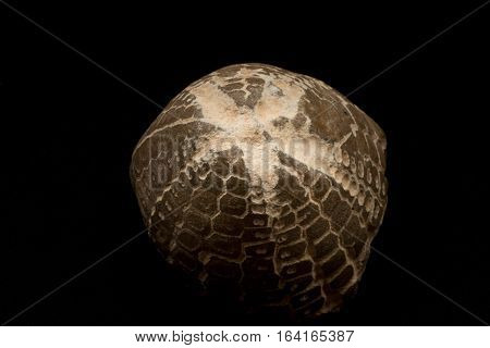 Fossils Of Sea Urchins Macro