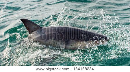 Great White Shark (carcharodon Carcharias) In Ocean Water An Attack. Hunting Of A Great White Shark