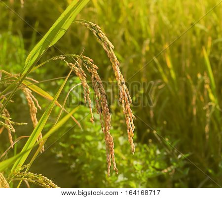 Close up of yellow rice on field in evening