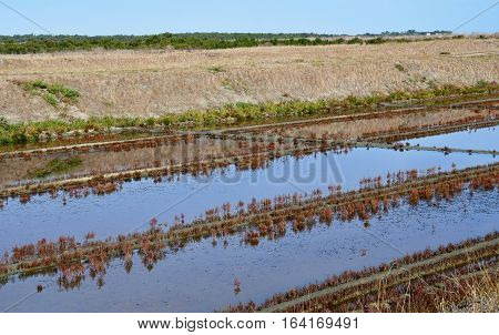 Loix France - september 26 2016 : the picturesque salt evaporation pond