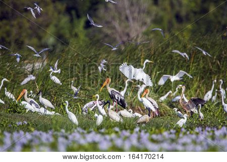 Water birds Eurasian spoonbill in Pottuvil nature reserve, Sri Lanka ; great egret little egret painted stork black headed ibis
