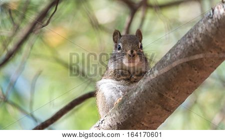 Endearing, springtime Red squirrel, close up and looking at camera,  Sitting up on a branch on a pine tree, paws tucked to chest.