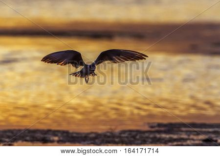 Whiskered tern in Arugam bay lagoon, Sri Lanka ; specie Chlidonias hybrida family of Laridae