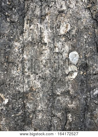 Texture of the old wood on mayp