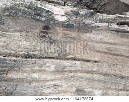 Texture of the old wood on mayp