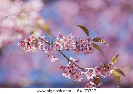 Prunus cerasoides at Khun Chang Kian, Thailand