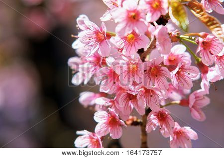 Prunus cerasoides at Khun Chang Kian, Thailand