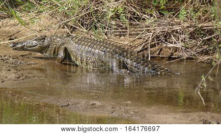 A crocodile coming out of the river. South Africa