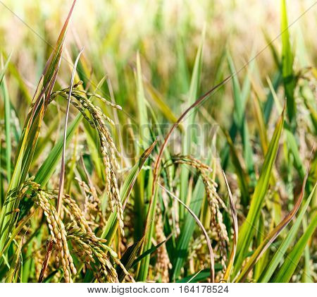 Close up of yellow rice on field in evening
