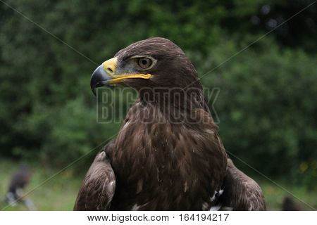 Russian Steppe Eagle sitting on a perch