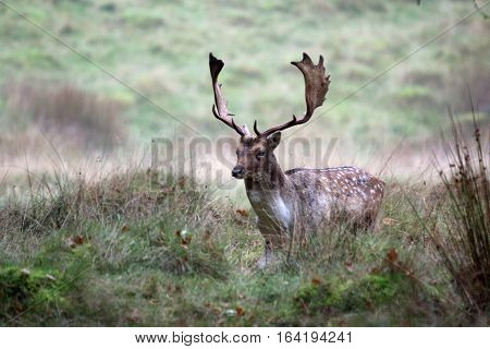 Fallow Buck with large antlers at Petworth Park, UK