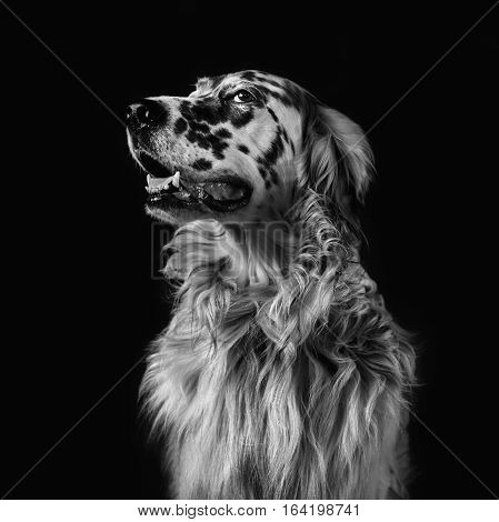 dog english setter black white square format